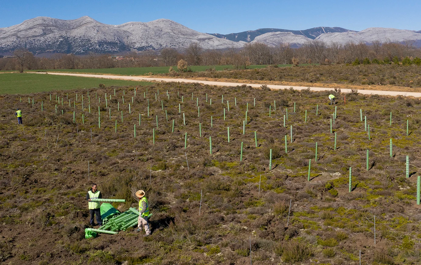 Workers planting young trees in a rural field with protective tubes