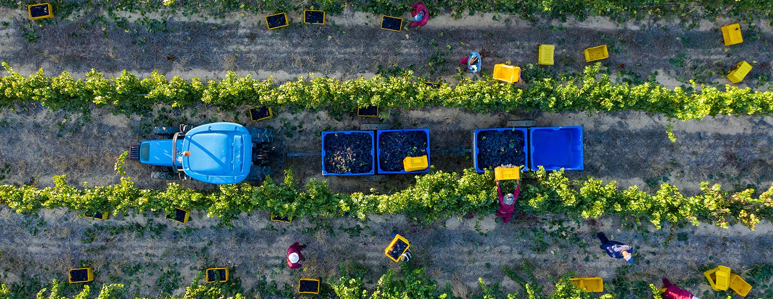 An aerial view of a vineyard during harvest, showing workers, yellow crates, and a blue tractor with trailers filled with grapes.