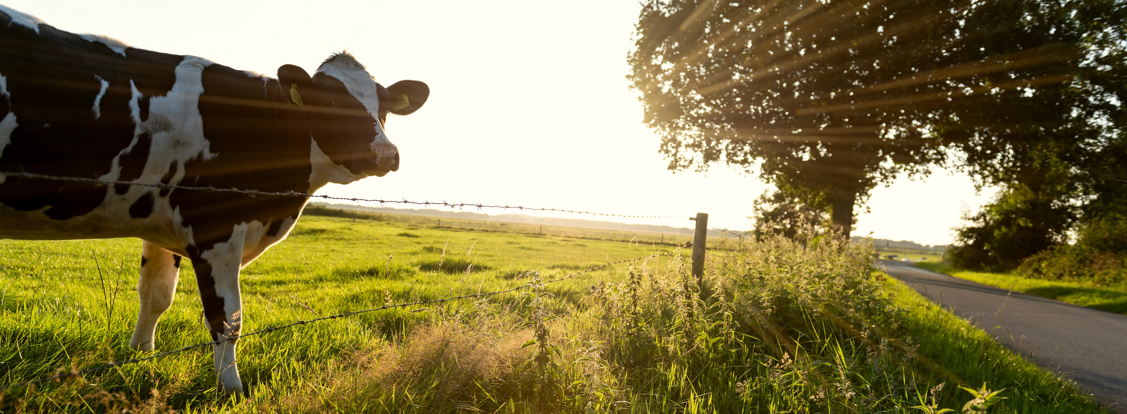 Cow on Green Field
