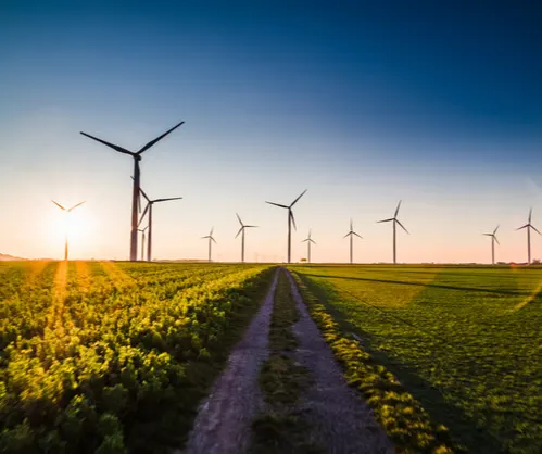field of windmills