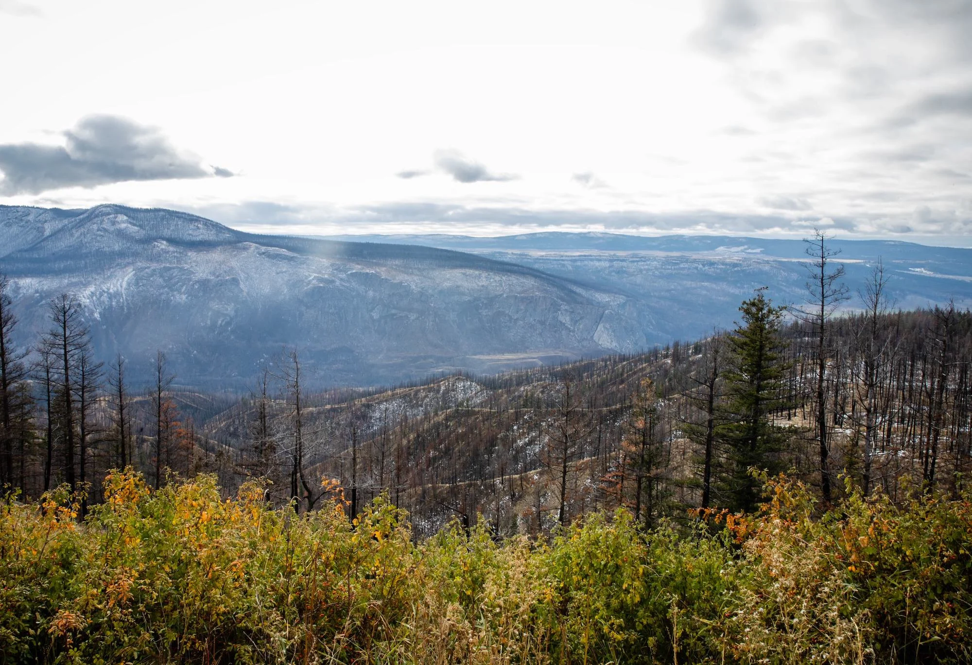 landscape of a mountain and trees burned by a fire